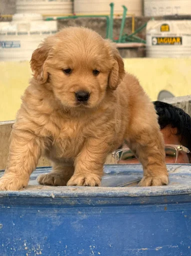 Amaira Pet Shop