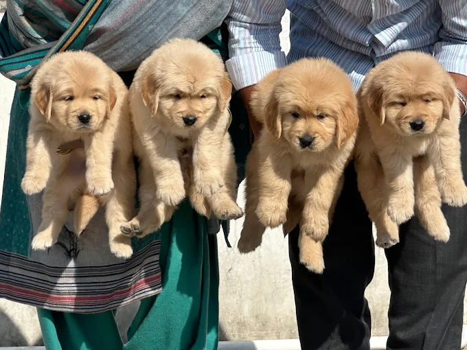 Malhotra pet shop