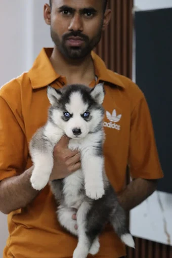 The Pet Store